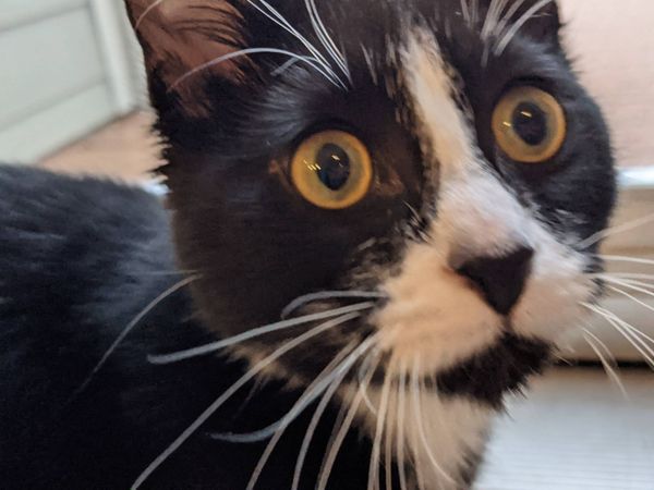 we'll miss you oreo