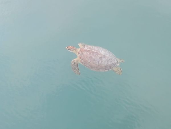 still in turks and caicos