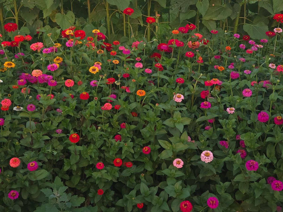 red, pink, purple, and orange flowers with green foliage throughout, sunflower stalks across the top of theframe