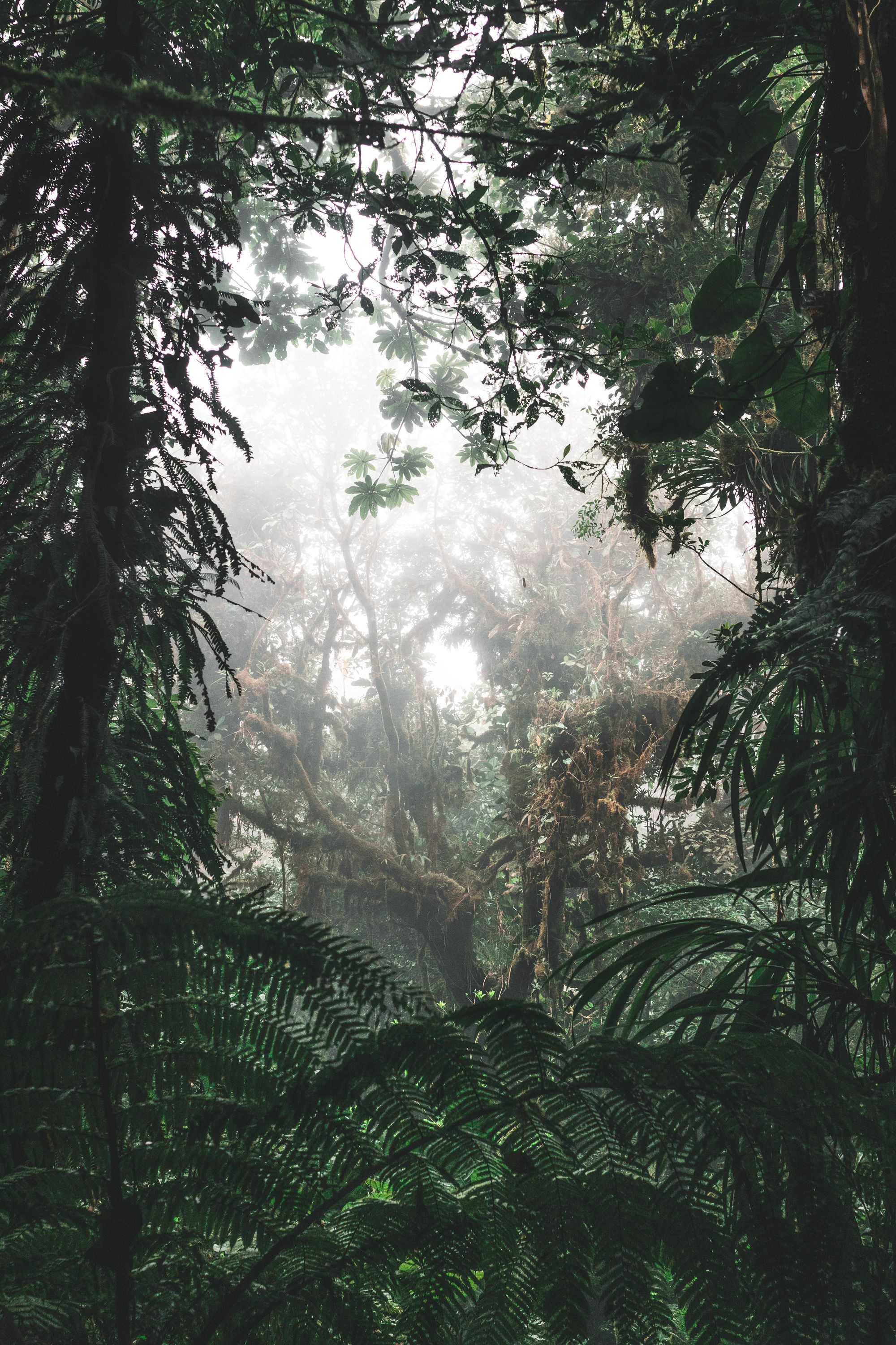 #012 - The Way of the Forest