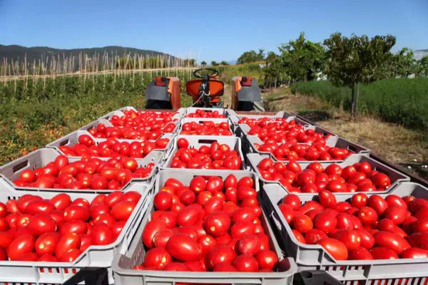 Tomatoes From Mexico Hit With 21% Tariff