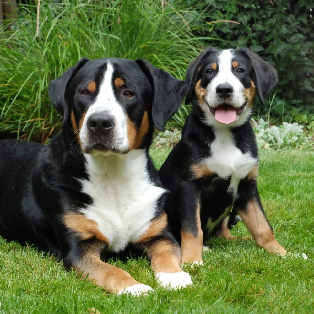 Hundesteuer. Что необходимо знать каждому жителю Германии о налоге на собак