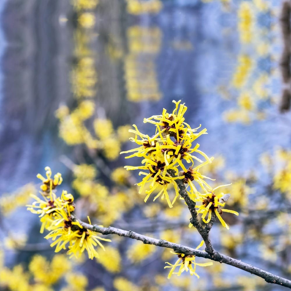 Как сажать и ухаживать за Гамамелис – волшебным орехом