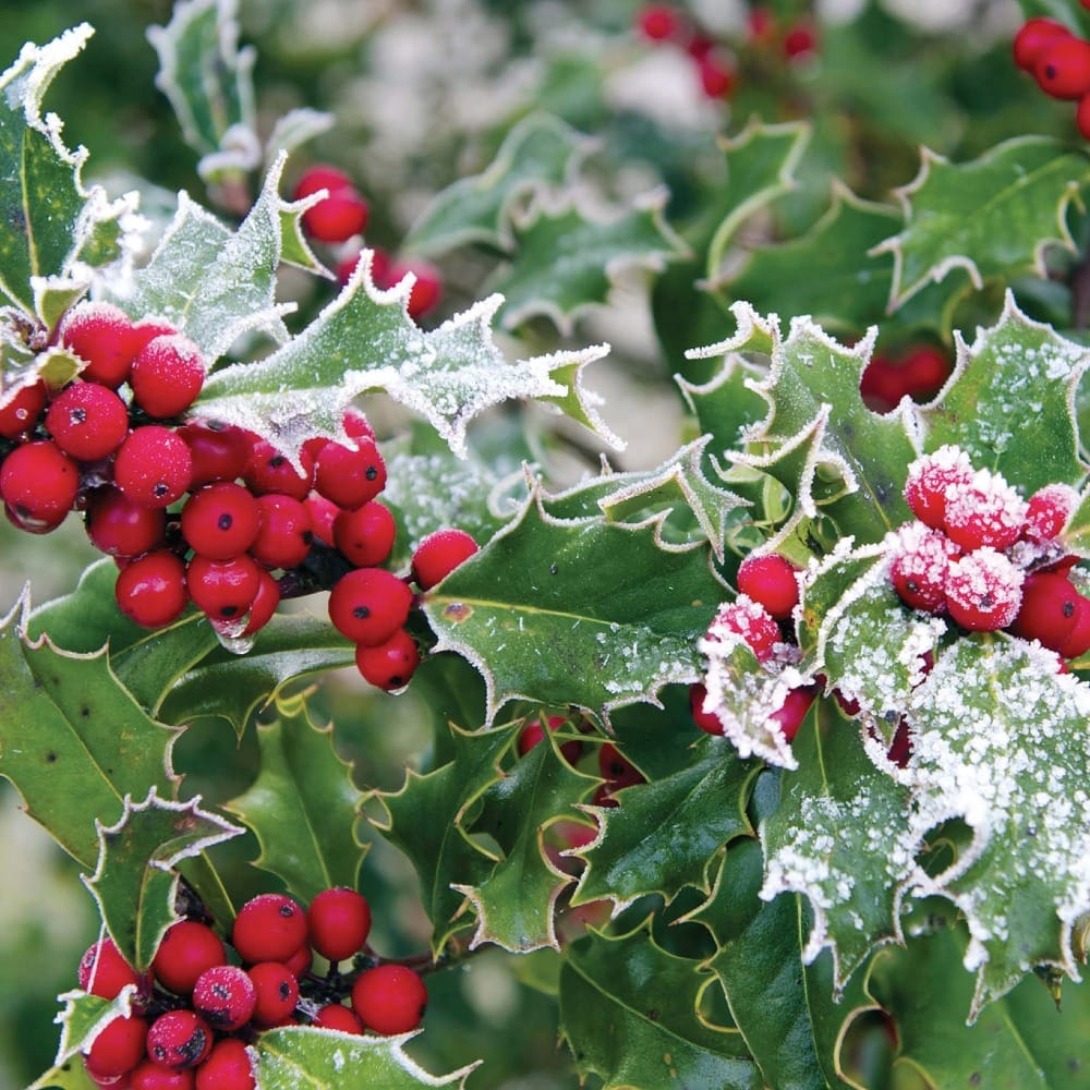 Рождественская колючка