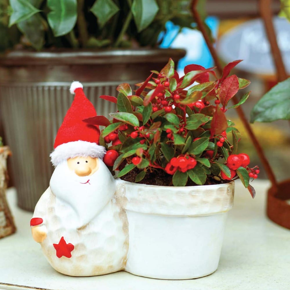 Зимняя ягода для Рождества