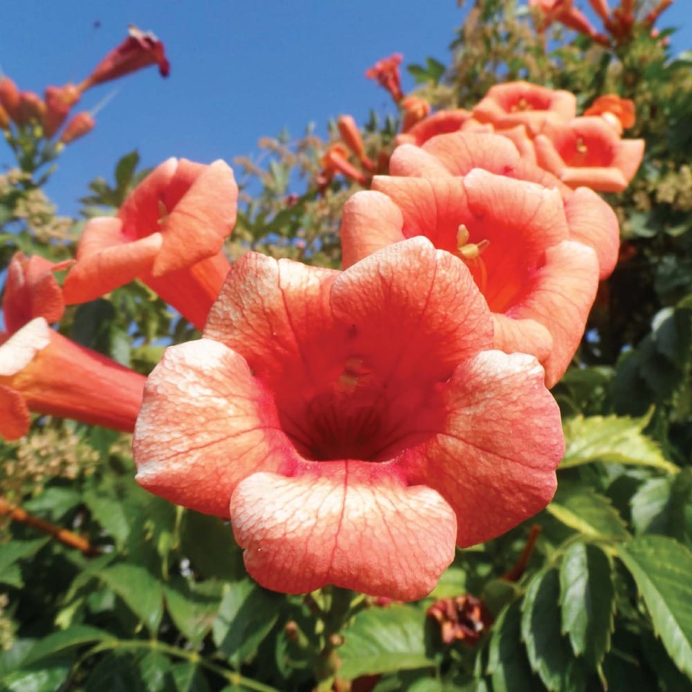 Обманчивая мечта садовода