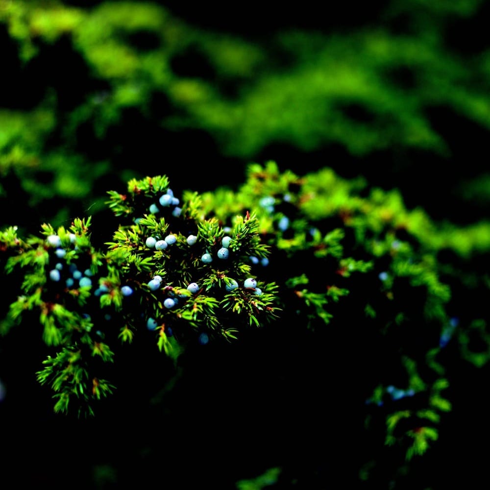 Стоит ли сажать можжевельник на участке? Все плюсы и минусы этого растения