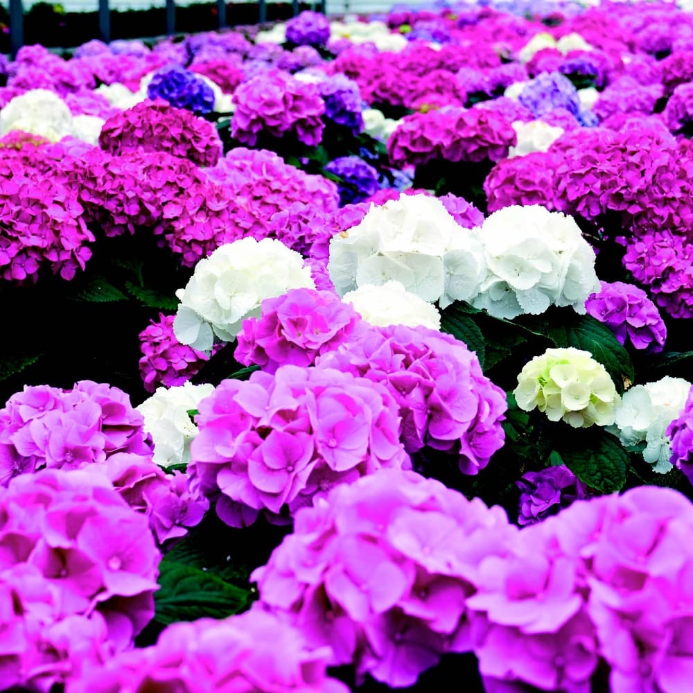 Многообразие красок и сортов