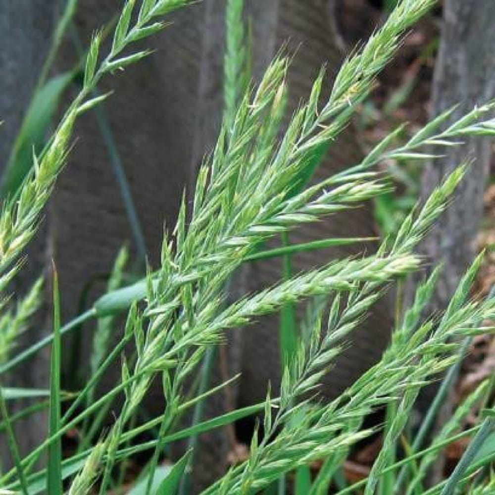 Пырей: больше никаких зарослей