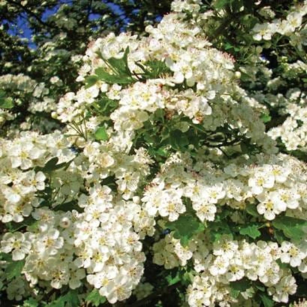 Боярышник для сердца и души