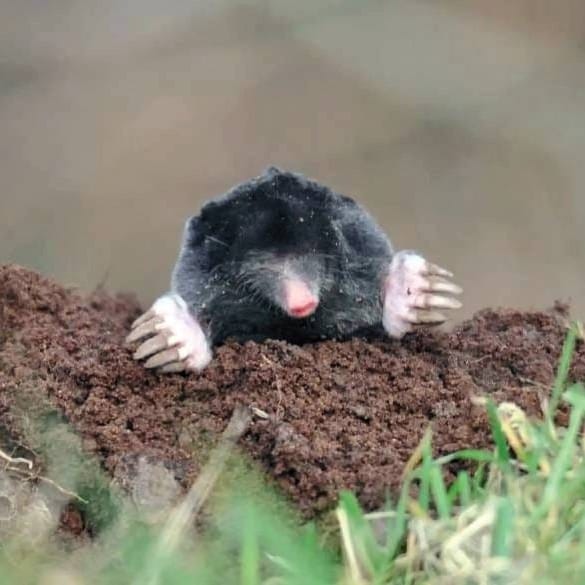 Вредители на грядках