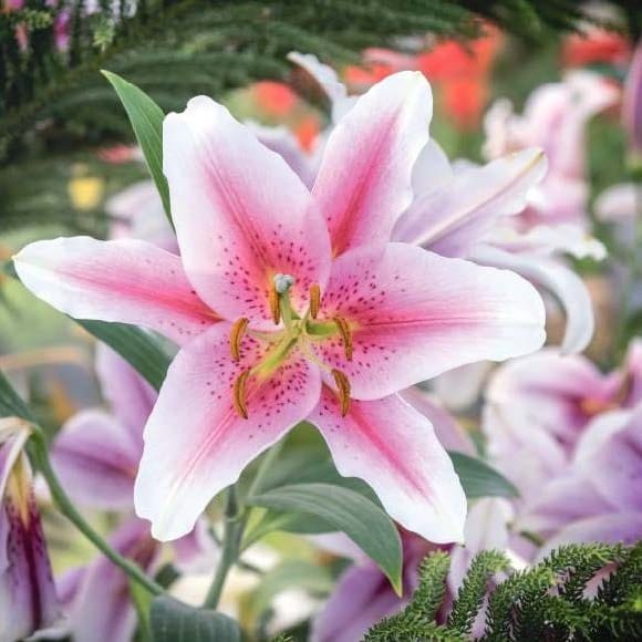 Некапризная королевская особа