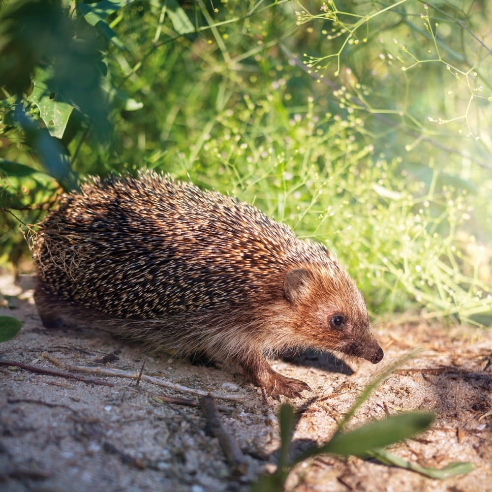 Природные помощники