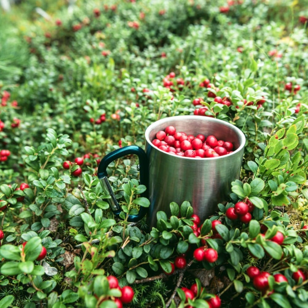 Давайте вырастим бруснику