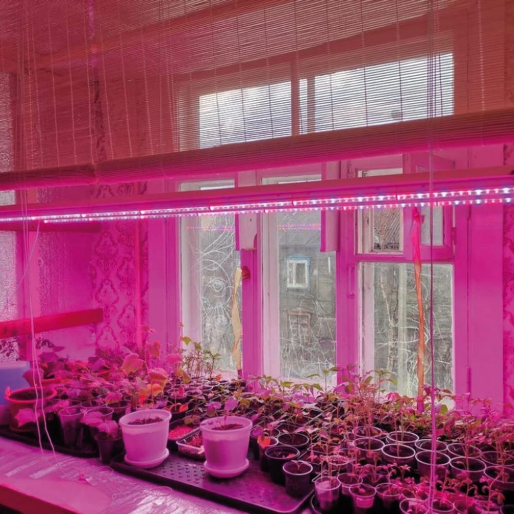 Здоровая рассада