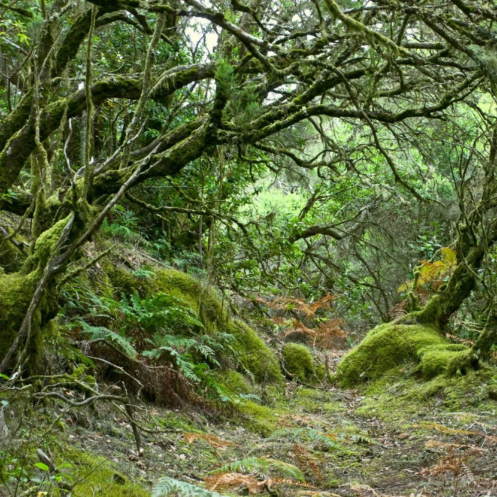 Островок  спокойствия