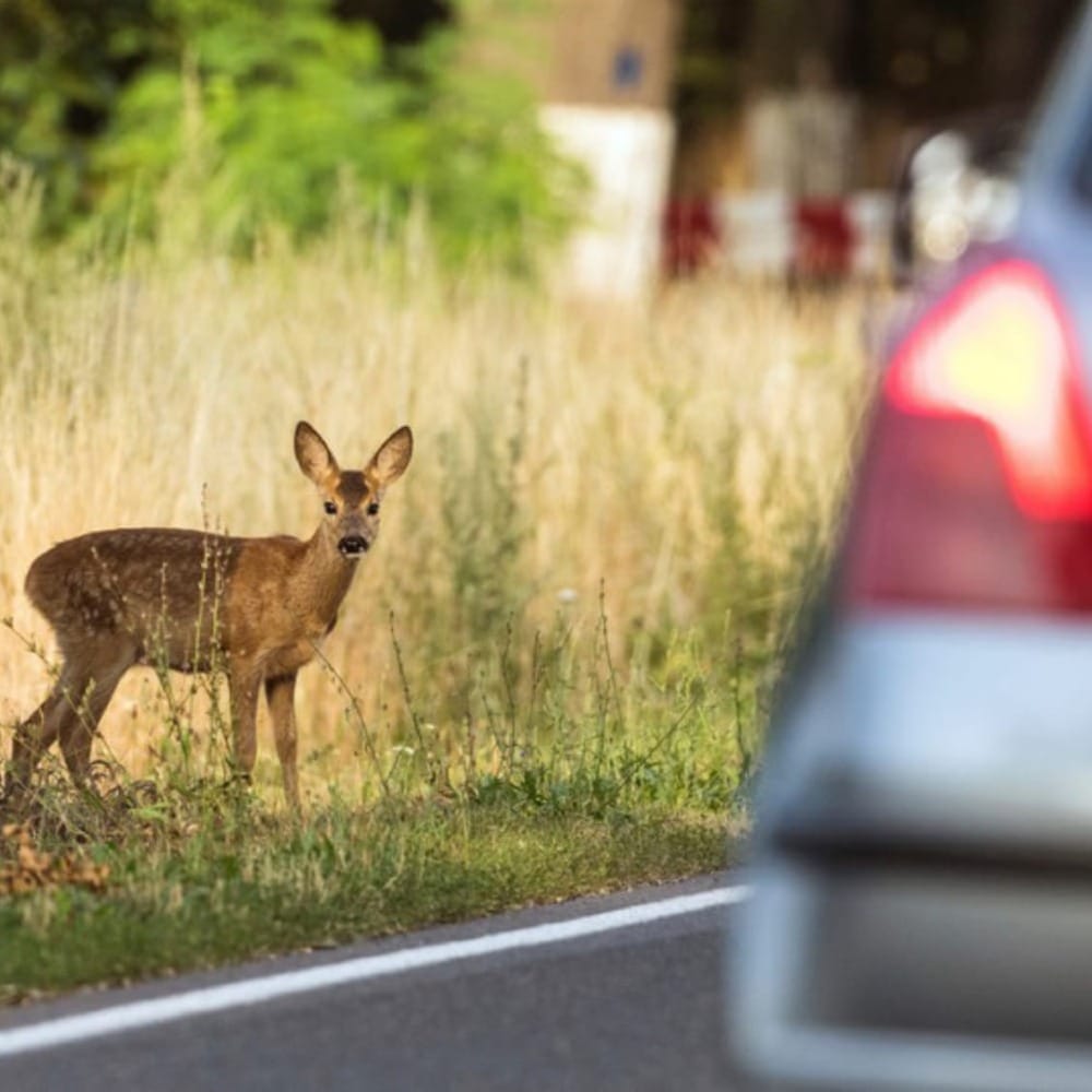 Опасная встреча