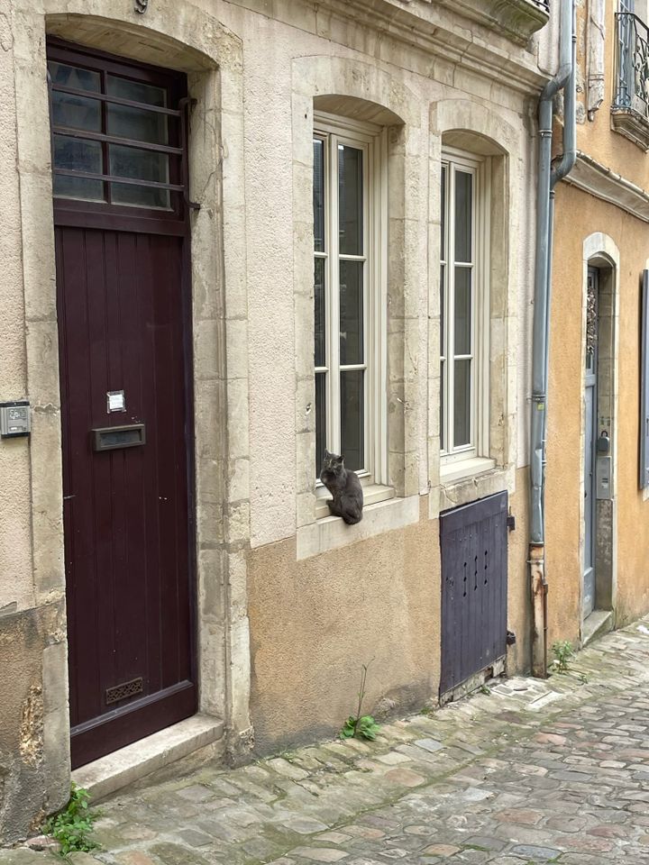 A Cat's paradise: Le Mans
