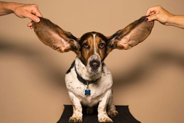 Happy Ear-Iversary To Me