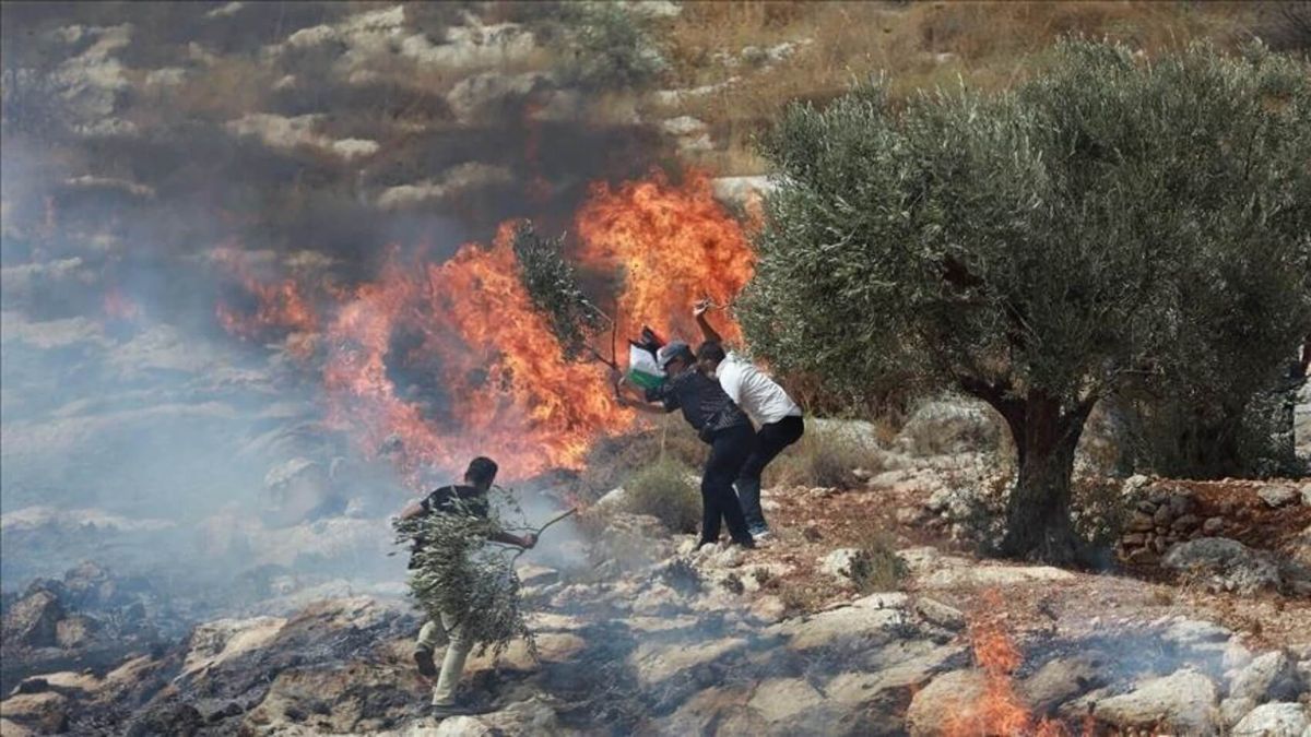 Colonos judíos incendiaron tierras de cultivo en Turmus Ayya mientras las FOI abre fuego contra los residentes