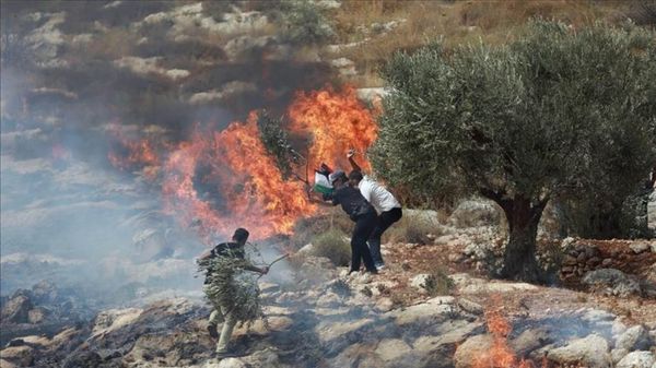 Colonos judíos incendiaron tierras de cultivo en Turmus Ayya mientras las FOI abre fuego contra los residentes