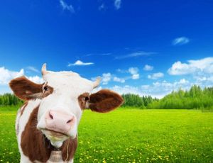 Propane or Heating Oil? Which is the Better Choice?