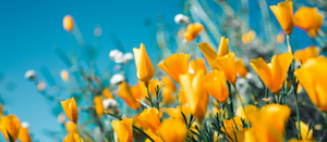 Getting Ready for Spring: Energize Your Home and Garden with Propane