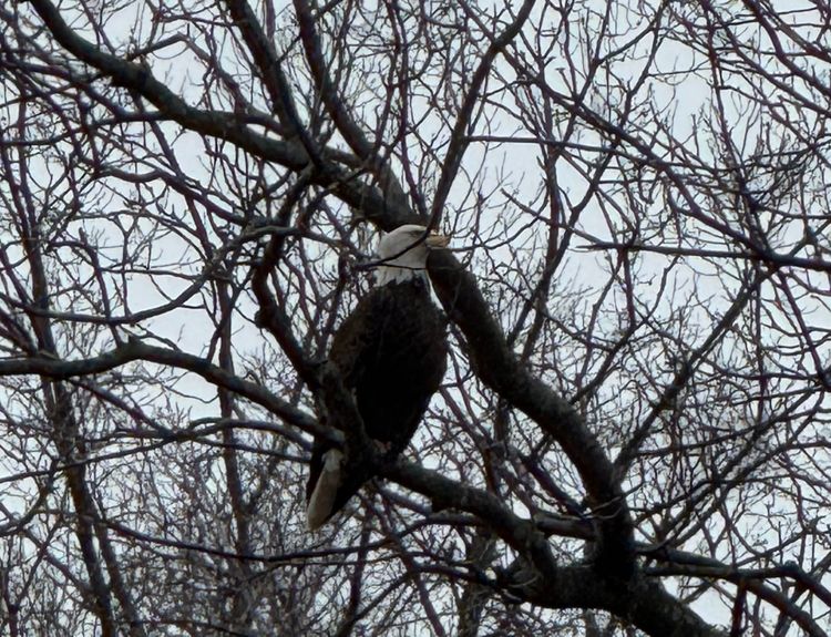 Soar Like An Eagle