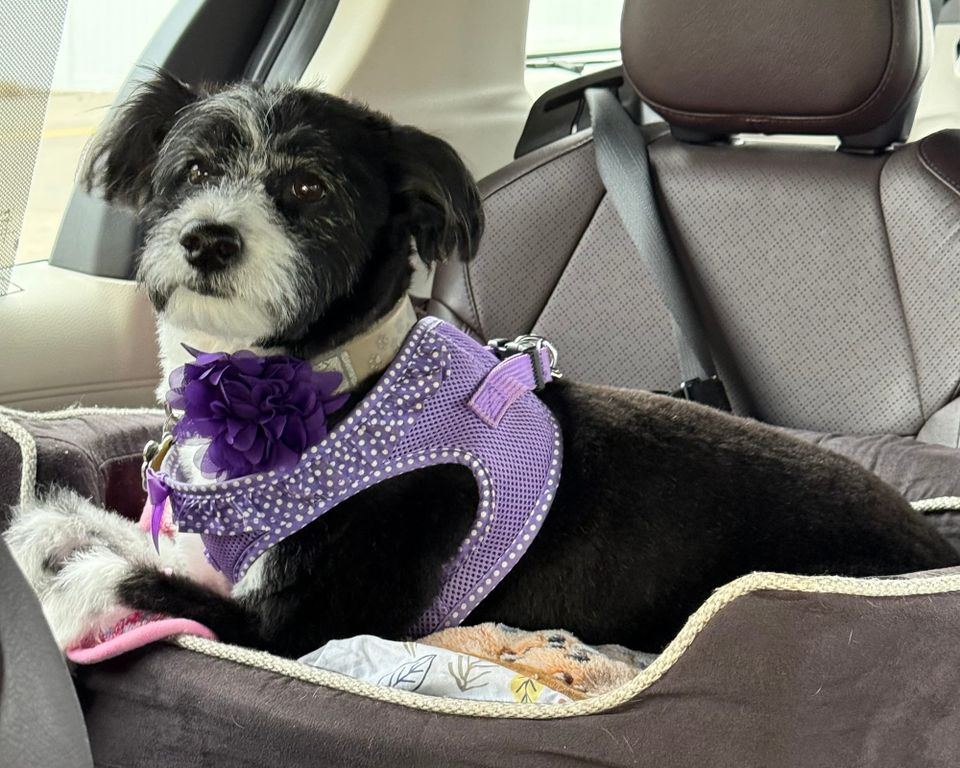 About On the Road with Lila