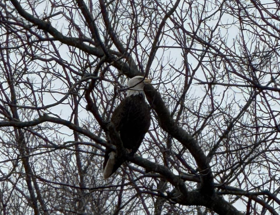 Soar Like An Eagle