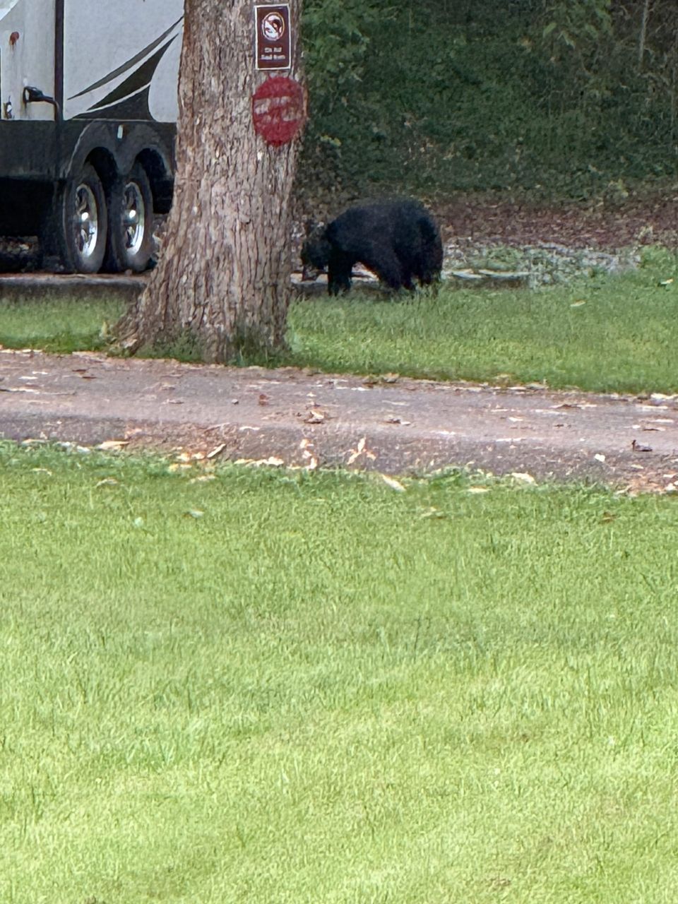 Oh my Goodness! We saw bears and Bigfoot in Tennessee!
