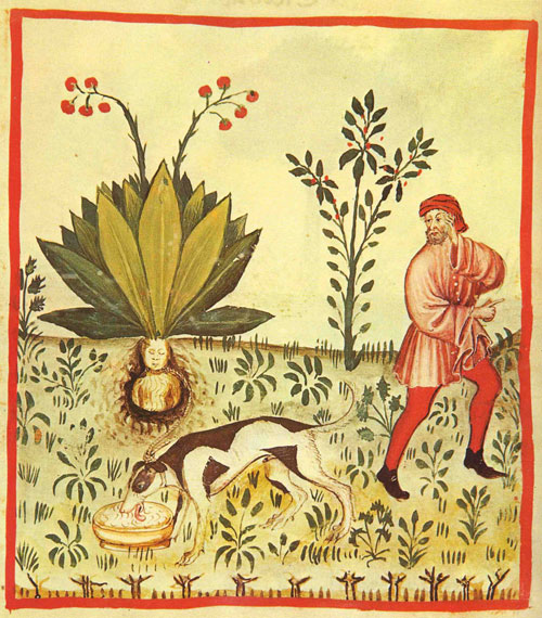 Fruit-of-the-Mandrake