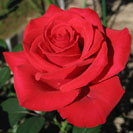 red-rose
