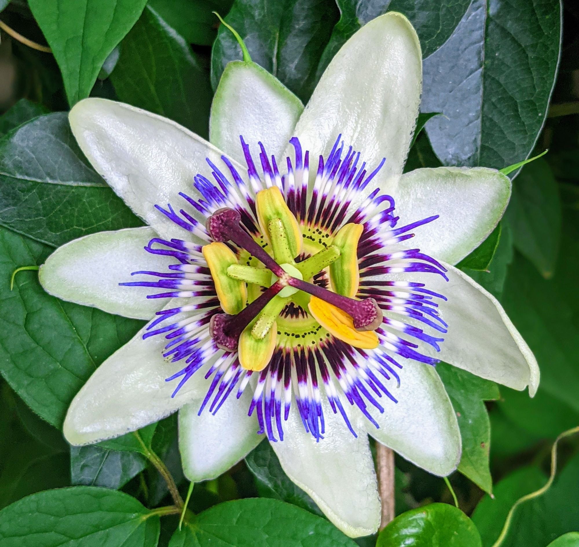 The Judgment of Paris