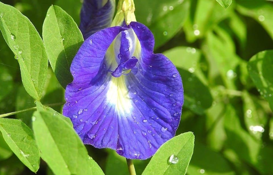 The Blue Flower of German Romanticism