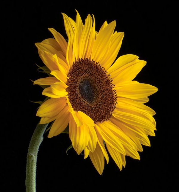 Precious Bodily Fluids