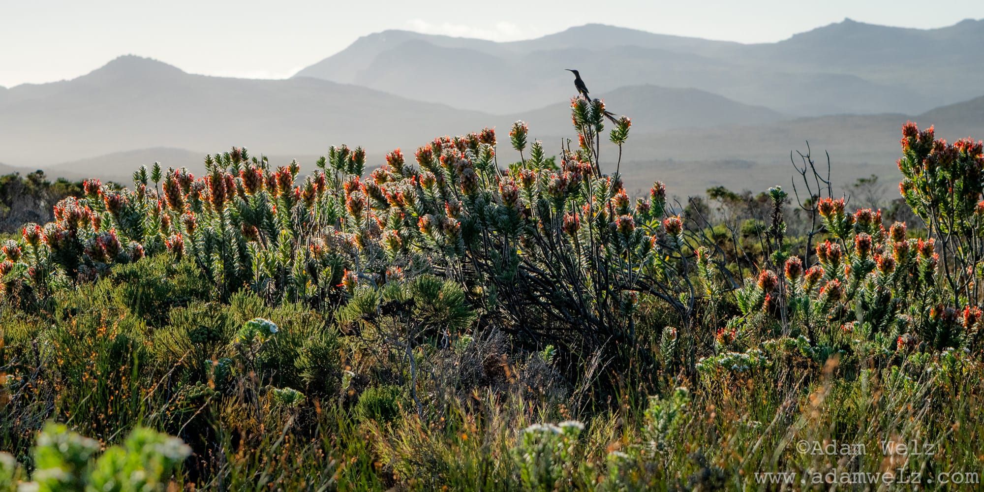 Introducing the South Peninsula Nature Alliance
