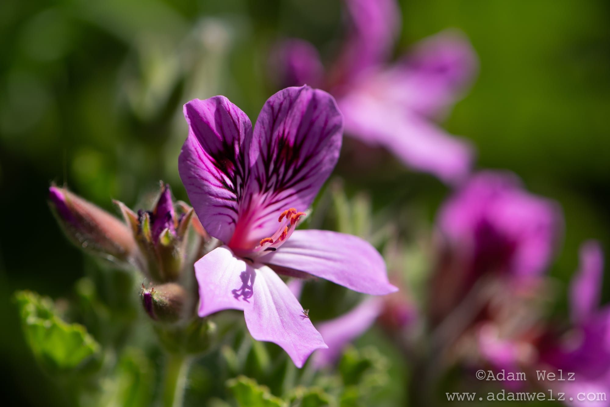 Species Spotlight: Hooded Storksbill