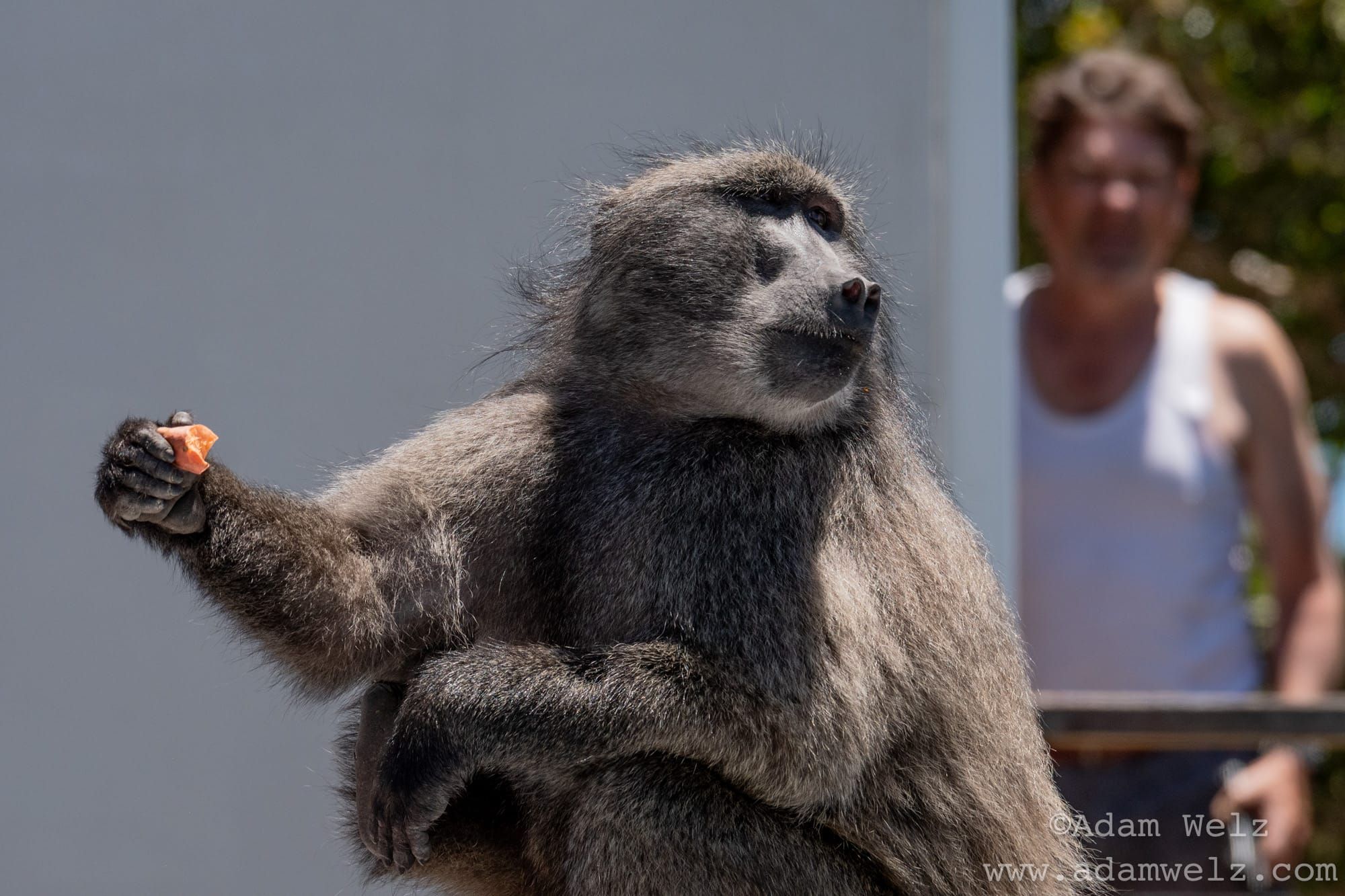 Good Fences Make Good Primate Neighbours