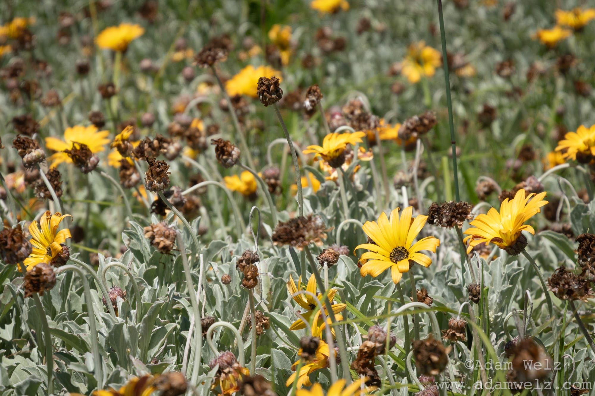 Pretty Invasive Fake Natives