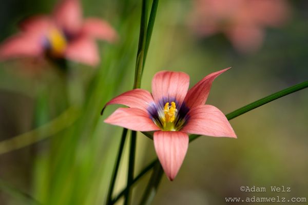 F-Words: The Secret to iNaturalist Success