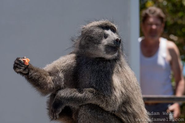 Good Fences Make Good Primate Neighbours