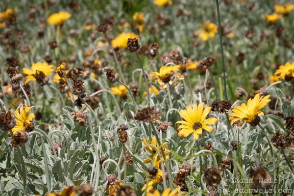 Pretty Invasive Fake Natives