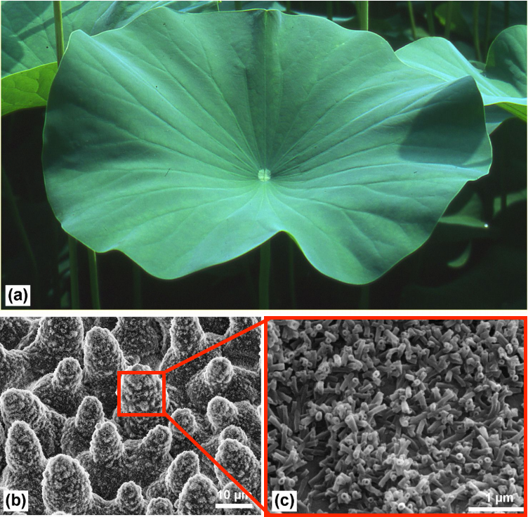 Lotus leaf structure photos