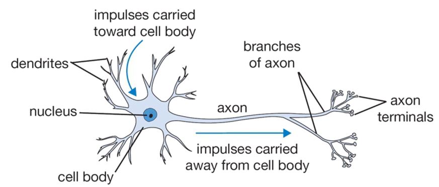 biological_neuron-1