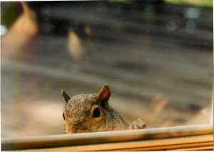 2010_07_04_11_29_090001