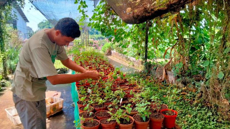 Sowing Seeds in Urban Lots