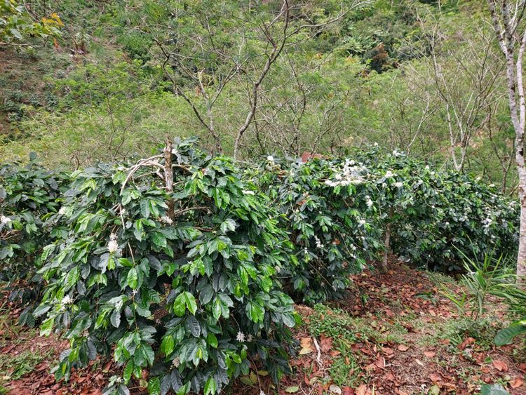 Gayo Coffee Drops Under Climate Strain