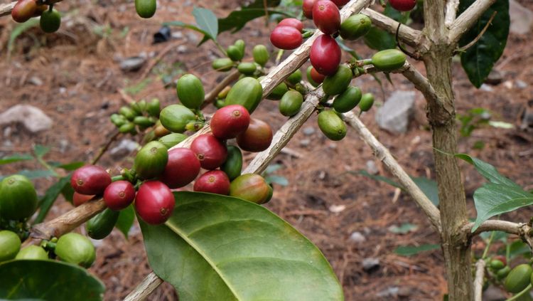 Climate-Resilient Coffee Is No Longer a Pipe Dream