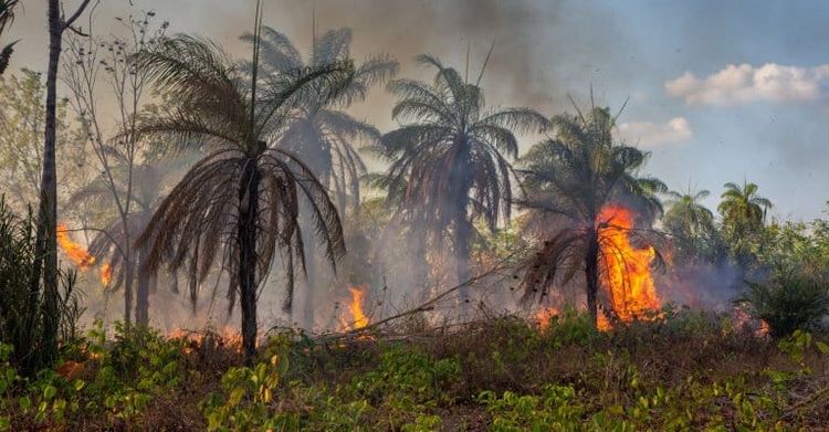 How Might a ‘Super El Niño’ Affect Food, Forests and Water?